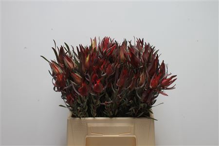 Leucad Sal Blush Spray