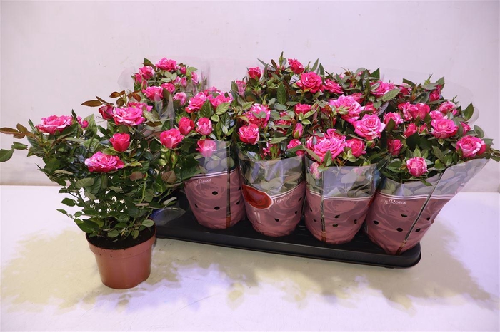 <h4>arr8 Ro Twin Color</h4>