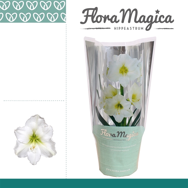 Hippeastrum Arctic White 2 Knop OP in FM Hoes