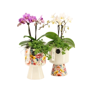 21818: Lovess arrangement