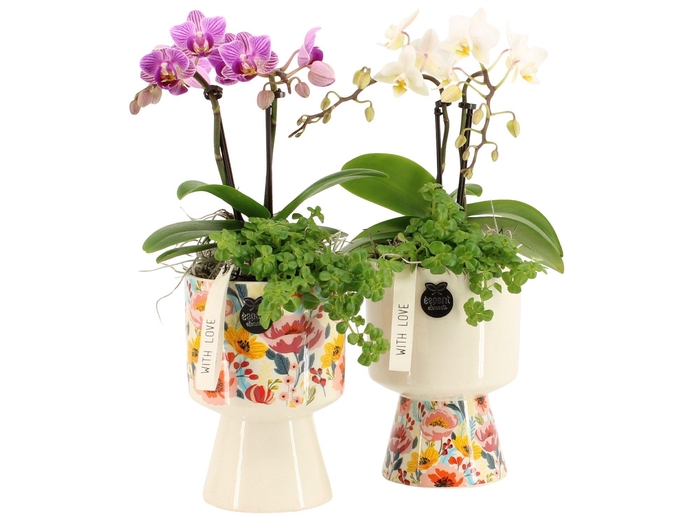 <h4>21818: Lovess arrangement</h4>