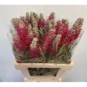 GREVILLEA  'MISTY RED'