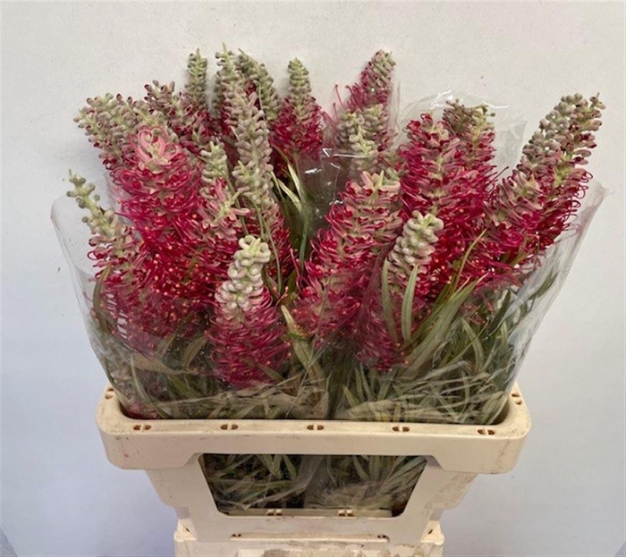 <h4>GREVILLEA  'MISTY RED'</h4>