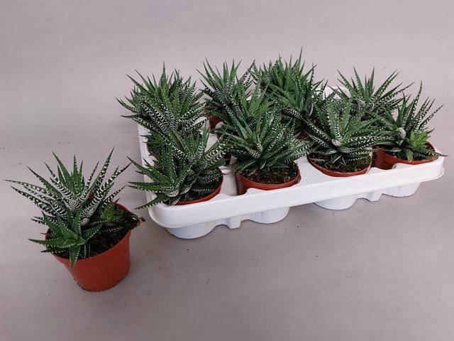 <h4>HAWORTHIA BIG BAND</h4>