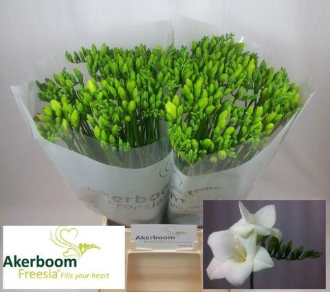 <h4>Freesia Alba River</h4>