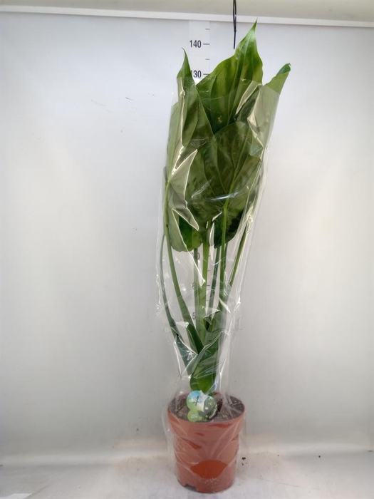 <h4>Alocasia cucullata</h4>