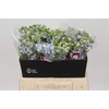 Oxypetalum Tweedia Blue