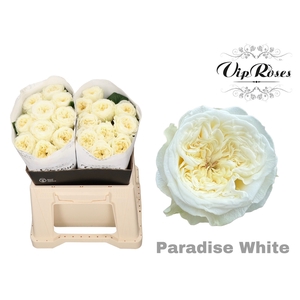 R Gr Paradise White X20