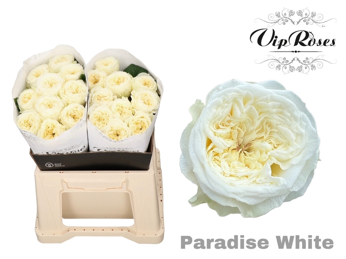 <h4>R GR PARADISE WHITE x20</h4>