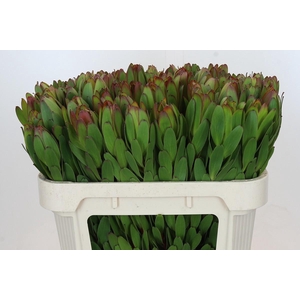 LEUCAD SAF GOLDSTRIK