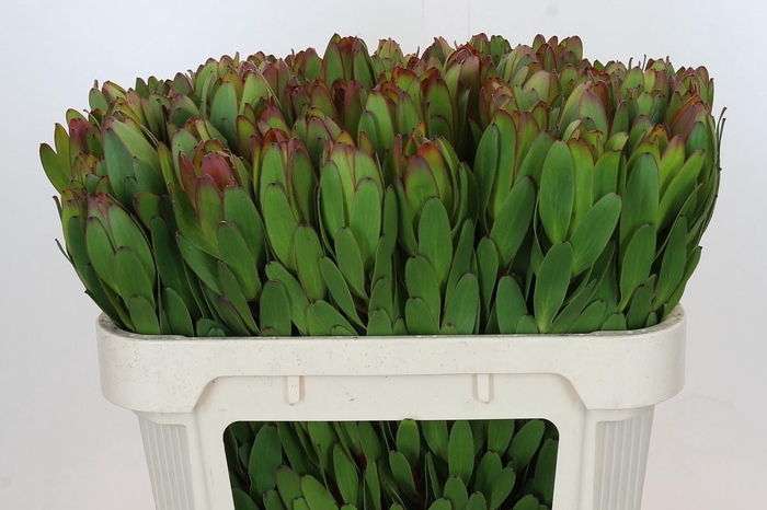 <h4>LEUCAD SAF GOLDSTRIK</h4>