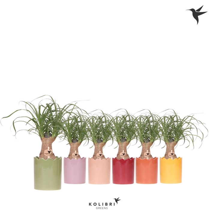 <h4>Kolibri Greens Beaucarnea in Curve pot mix</h4>