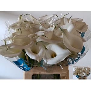 Calla Overig | Heavy Quality+