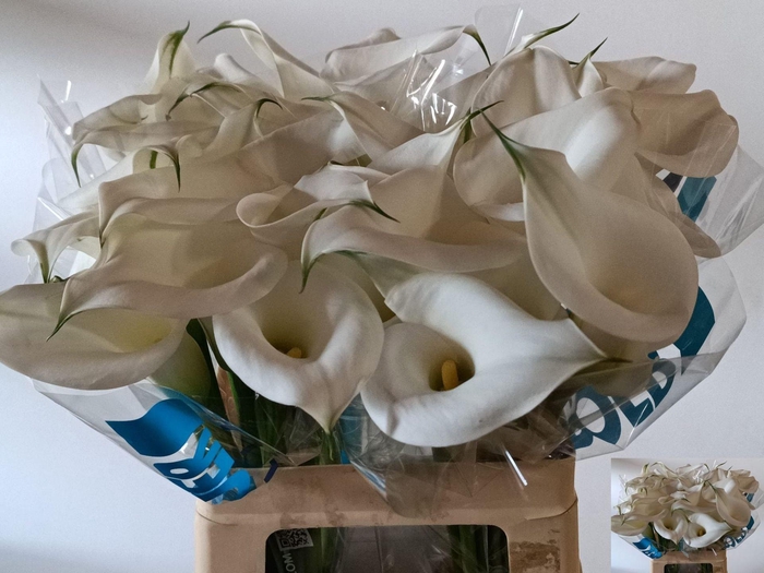 <h4>Calla Overig | Heavy Quality+</h4>
