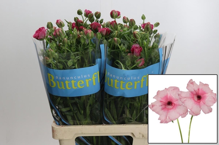 <h4>RAN BUTTERF JUPITER</h4>