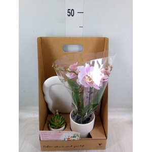 Arr.  Phalaenopsis  H%