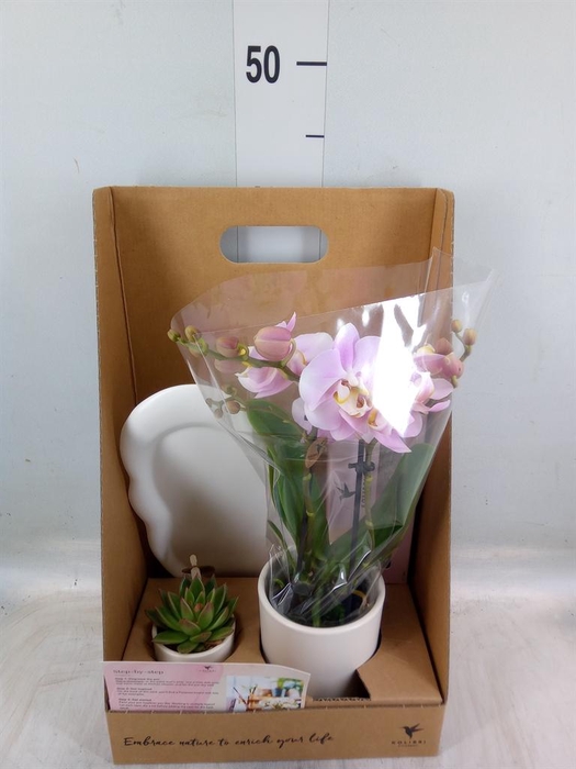 <h4>Arr.  Phalaenopsis  H%</h4>