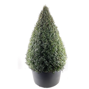 Buxus sempervirens kegel 140150 extra