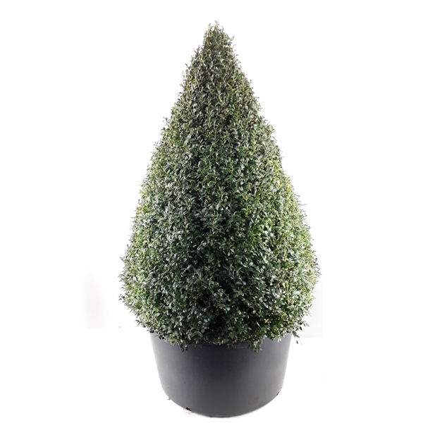 <h4>Buxus sempervirens kegel 140150 extra</h4>