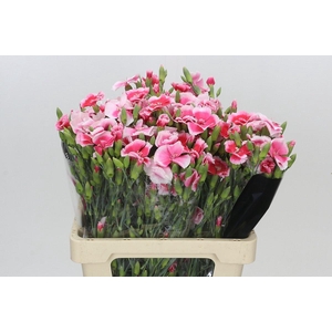 Dianthus Sp Symply Cherry