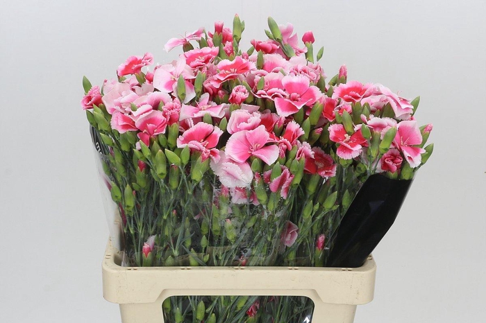 <h4>Dianthus Sp Symply Cherry</h4>