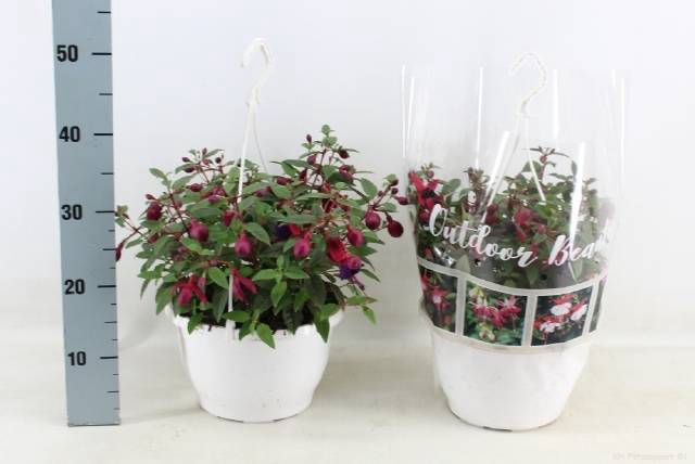 <h4>FUCHSIA OV</h4>