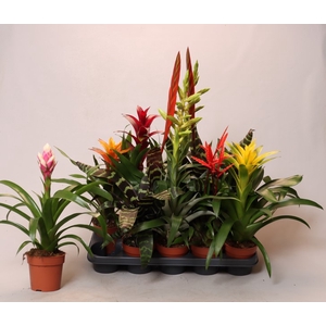 BROMELIA GEM