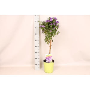 'Weekaanbieding; Stam 19cm Solanum ranto. Blue