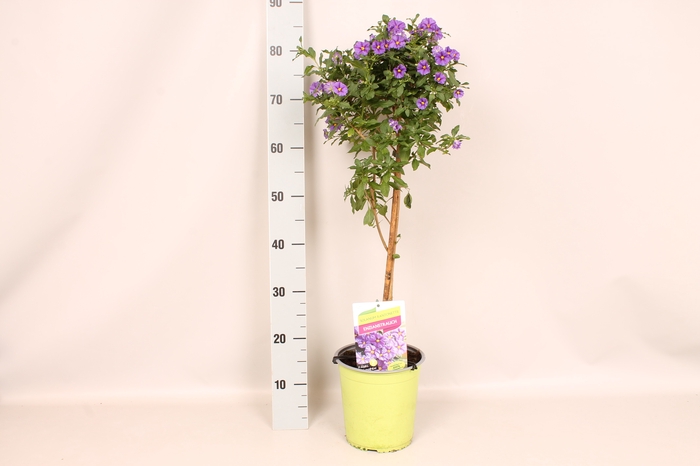 <h4>'Weekaanbieding; Stam 19cm Solanum ranto. Blue</h4>