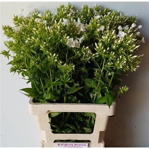 Phlox P David