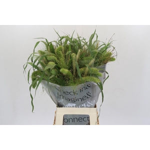 Grasses mix in bucket