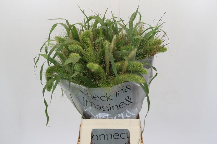 <h4>Grasses mix in bucket</h4>