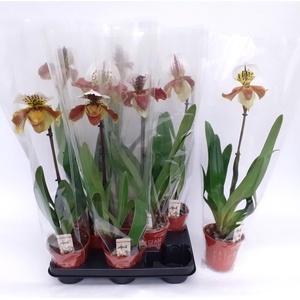 PAPH AMERIKA HYB GEM