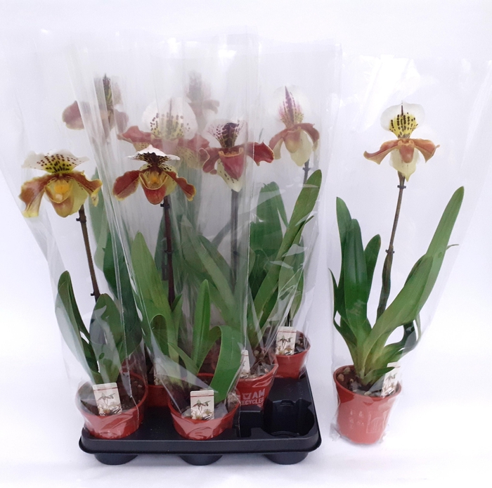 <h4>PAPH AMERIKA HYB GEM</h4>