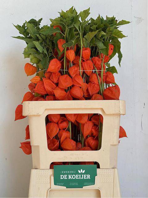 <h4>PHYSALIS LAMPION TAK</h4>