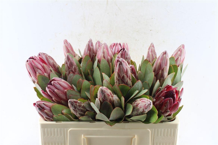 <h4>Protea Sharonet</h4>