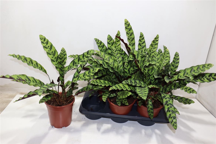 <h4>Calat Lancifolia</h4>