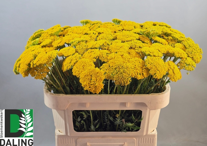 <h4>ACHIL F PARK VARIETY</h4>