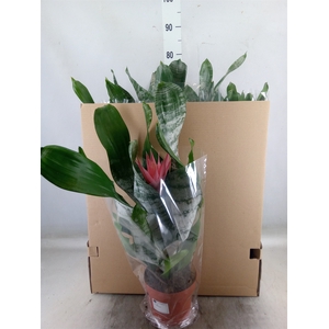 Aechmea   ...mix