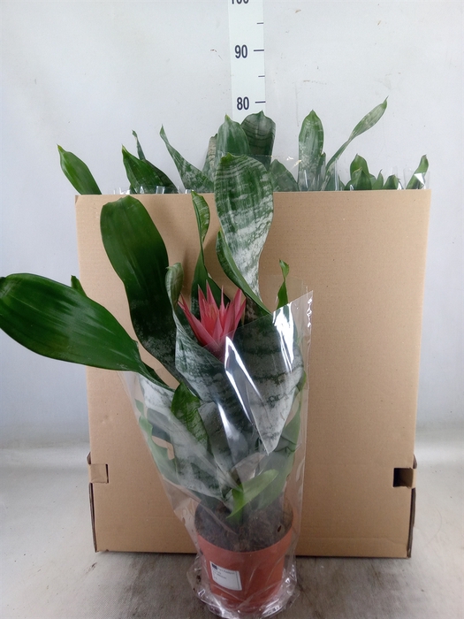 <h4>Aechmea   ...mix</h4>