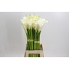 Zantedeschia Eydolls White