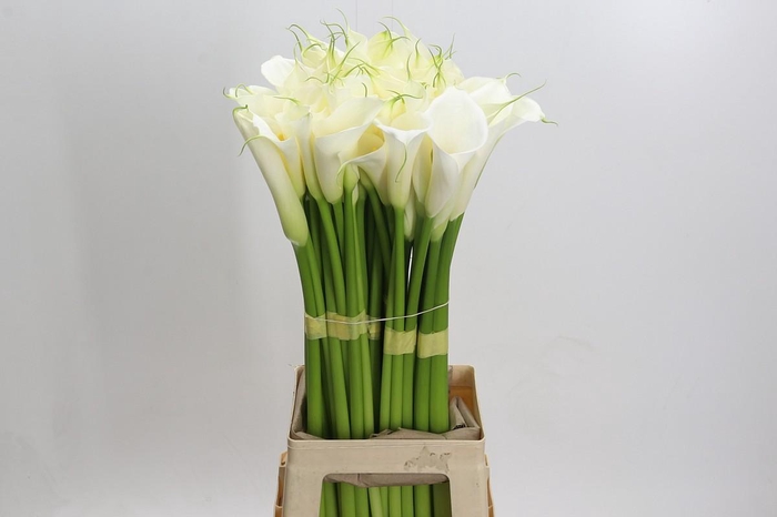 <h4>Zantedeschia Eydolls White</h4>