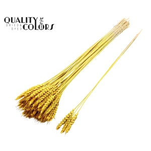 Triticum 3pc/Tuft Yellow