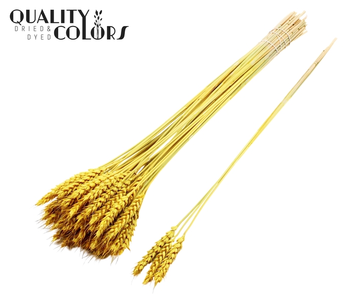 <h4>Triticum 3pc/Tuft Yellow</h4>