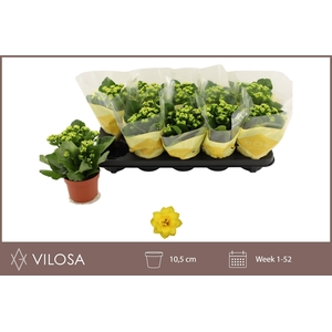 KAL GE AMARILLO YELL