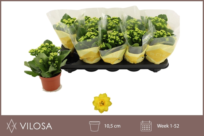 <h4>KAL GE AMARILLO YELL</h4>