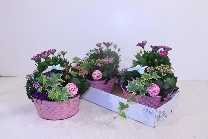<h4>ARR TUINPLANTEN</h4>