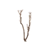 Syringa Branch Super Bach