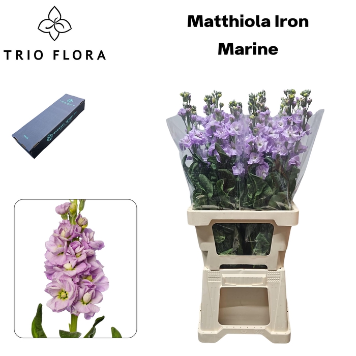 <h4>MATTH IRON MARINE Box L 60</h4>
