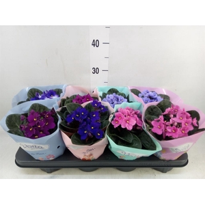 Saintpaulia   ...mix